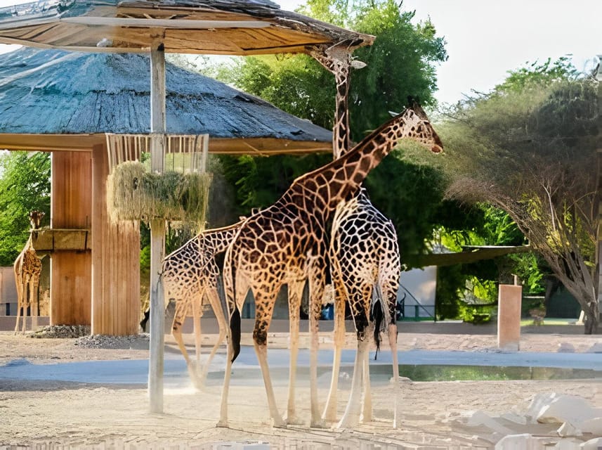 Al Ain Zoo