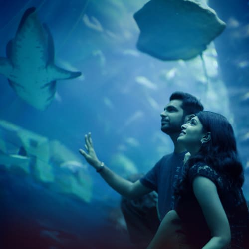 Dubai Aquarium and Underwater Zoo