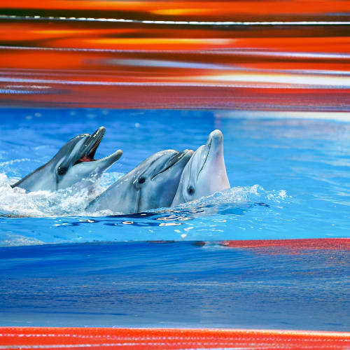Dubai Dolphinarium Open Dated Tickets