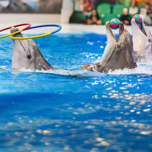 Dubai Dolphinarium Open Dated Tickets