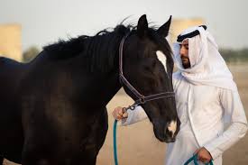 Horse Riding at Abu Dhabi