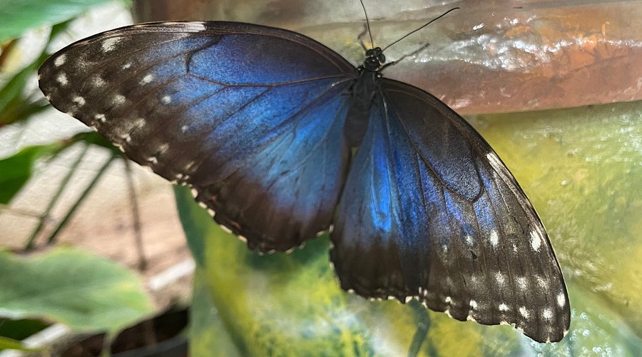 Butterfly Garden Dubai