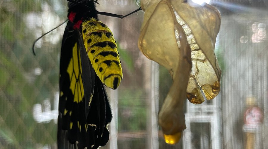 Butterfly Garden Dubai